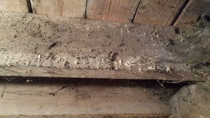 Image of What Causes Damp in Buildings