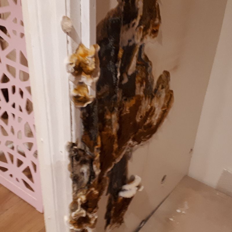 Dry Rot, Ground Floor, Ramsgate 2020 Gallery Image - Thanet Timber and Damp Ltd